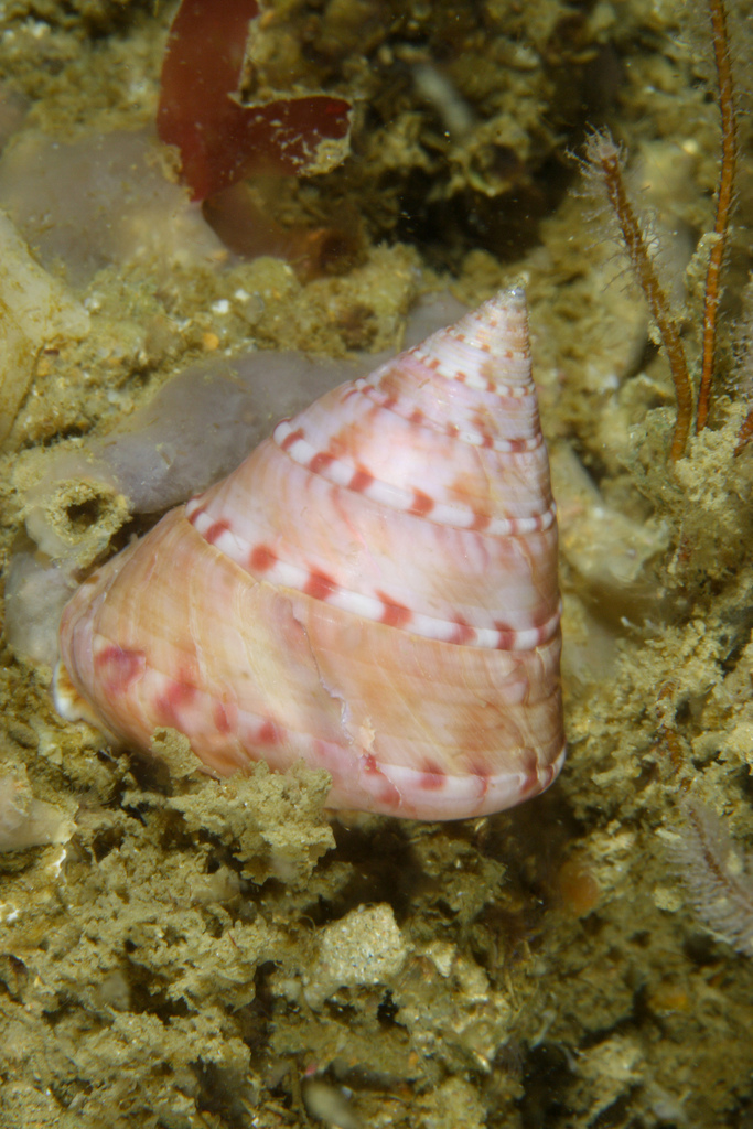 European Painted Top Shell