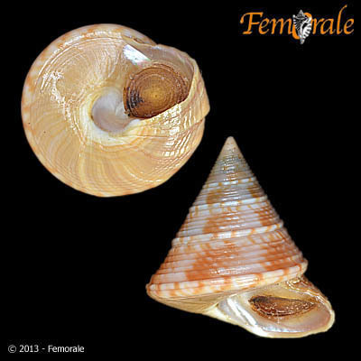 European Painted Top Shell