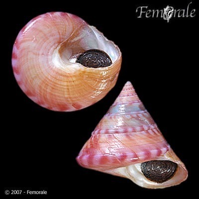 European Painted Top Shell