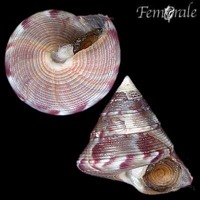 European Painted Top Shell
