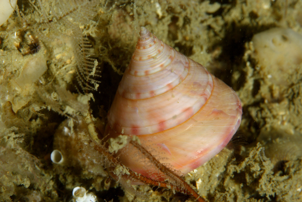 European Painted Top Shell