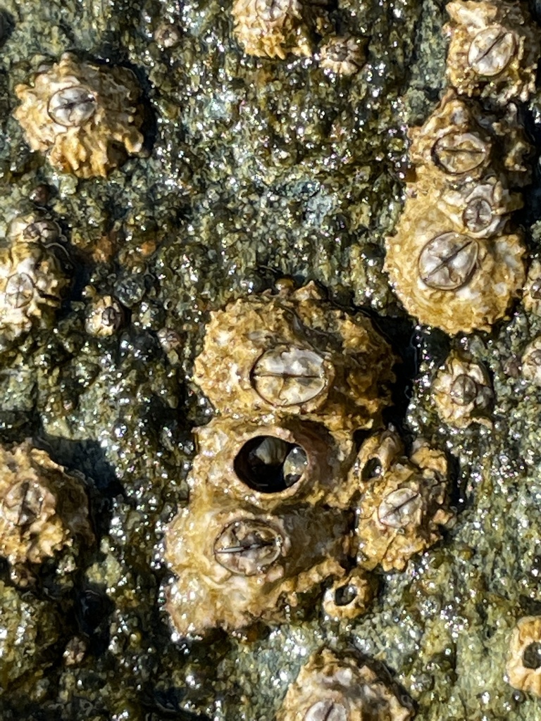 Poli's Stellate Barnacle