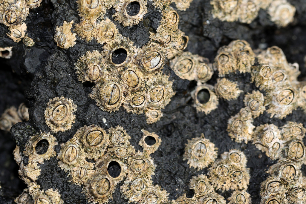Poli's Stellate Barnacle