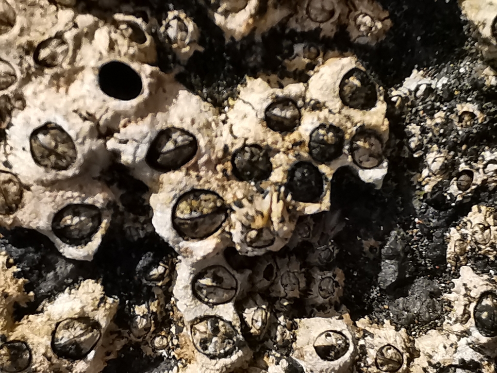 Poli's Stellate Barnacle
