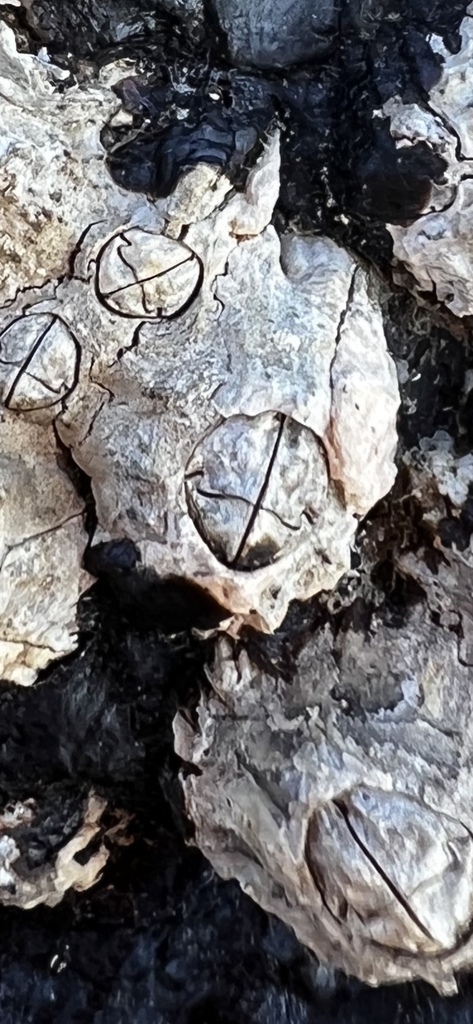 Poli's Stellate Barnacle