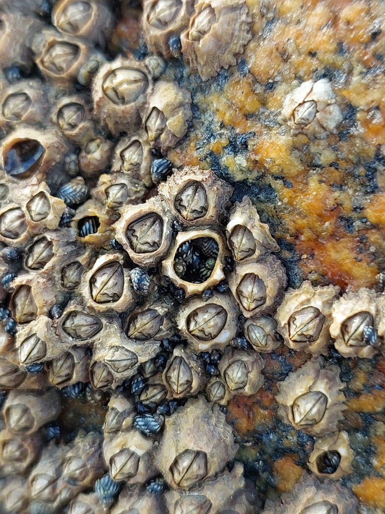 Poli's Stellate Barnacle