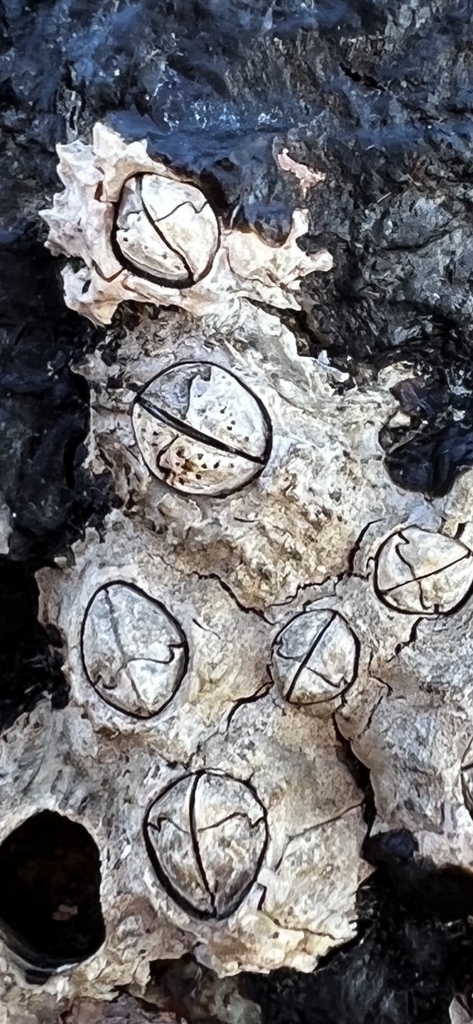 Poli's Stellate Barnacle