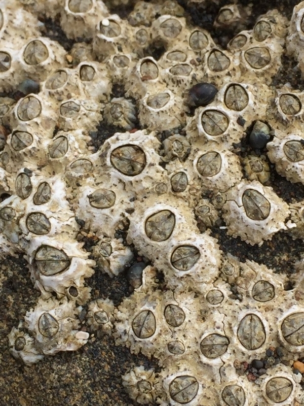 Poli's Stellate Barnacle