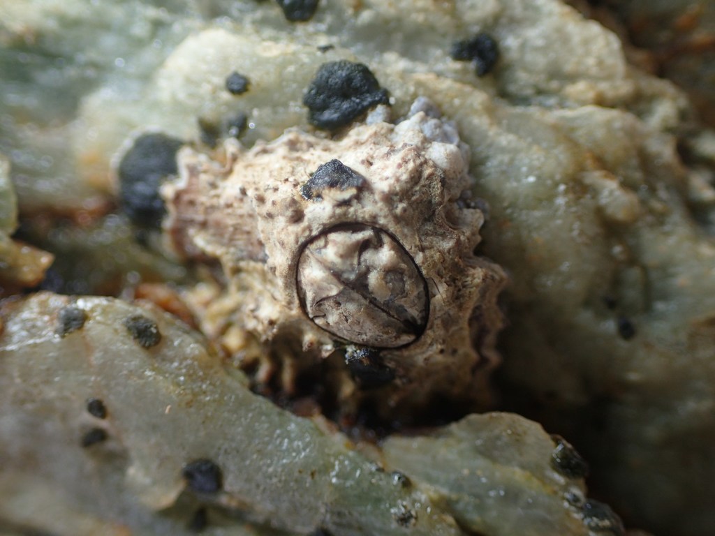 Poli's Stellate Barnacle
