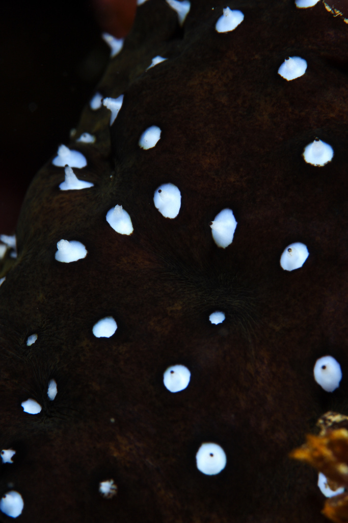 Atlantic Black Sea Cucumber