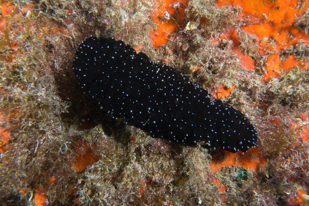 Atlantic Black Sea Cucumber