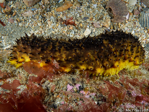 Atlantic Black Sea Cucumber