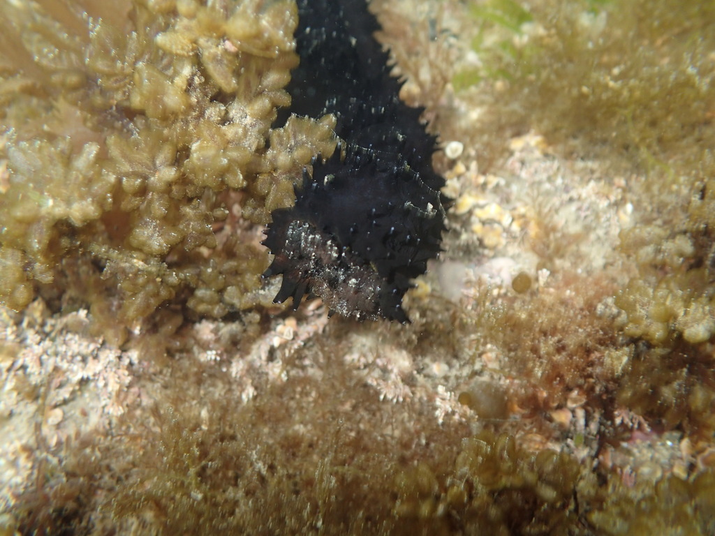 Atlantic Black Sea Cucumber