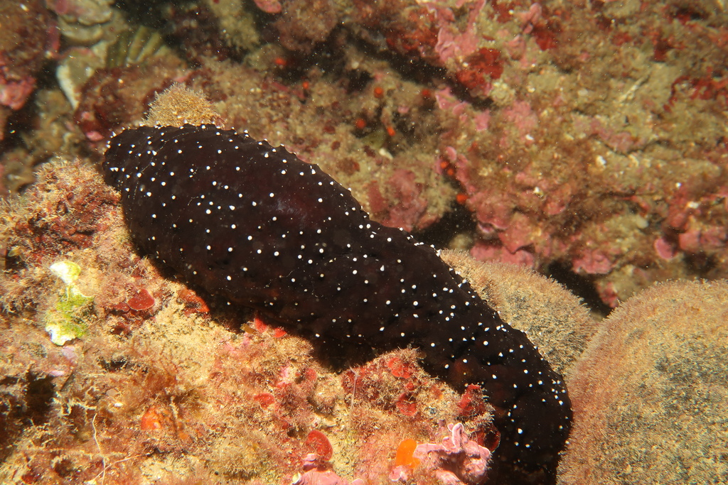Atlantic Black Sea Cucumber