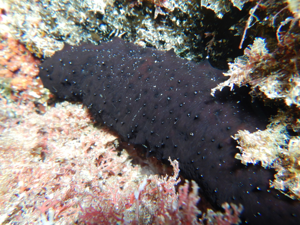 Atlantic Black Sea Cucumber