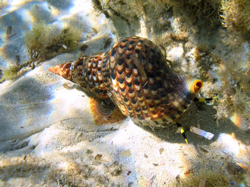 Atlantic Triton Snail