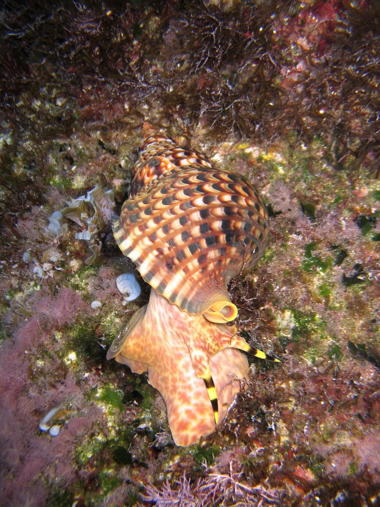 Atlantic Triton Snail