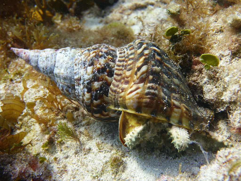 Atlantic Triton Snail