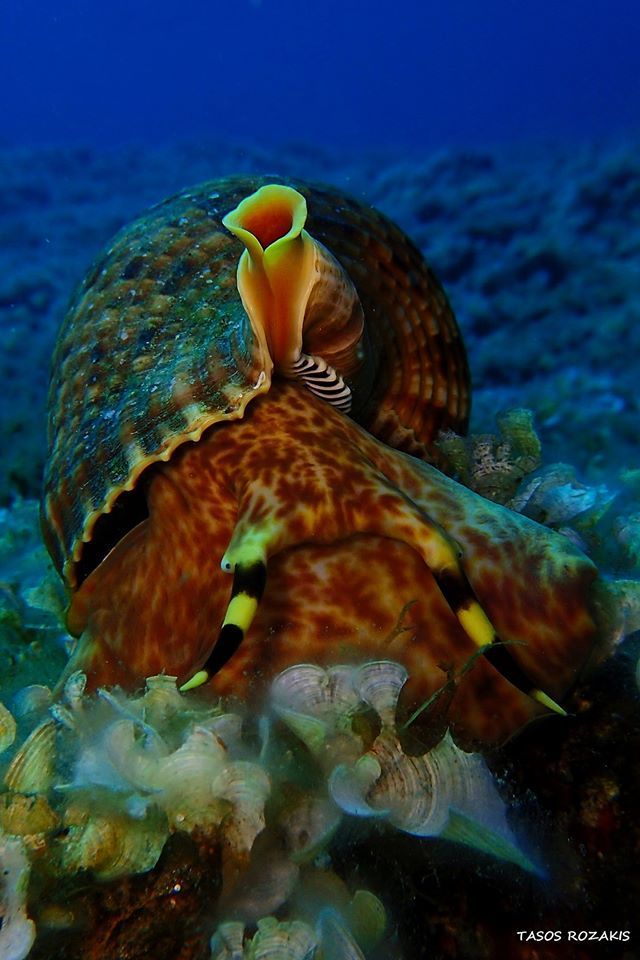 Atlantic Triton Snail