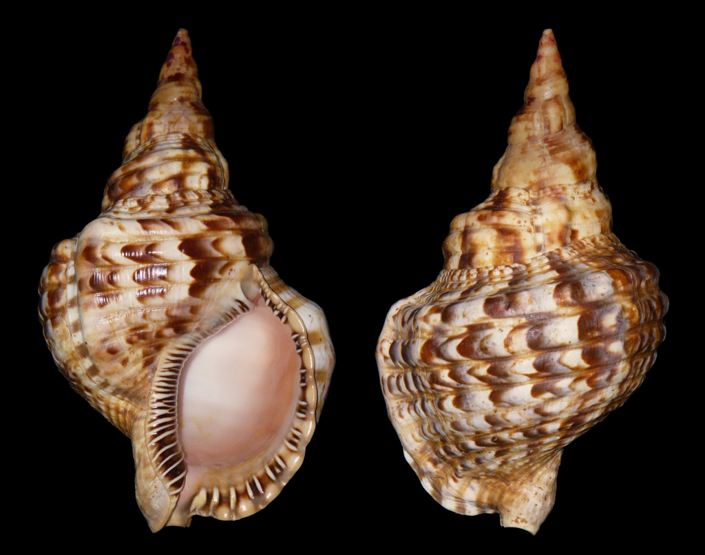 Atlantic Triton Snail