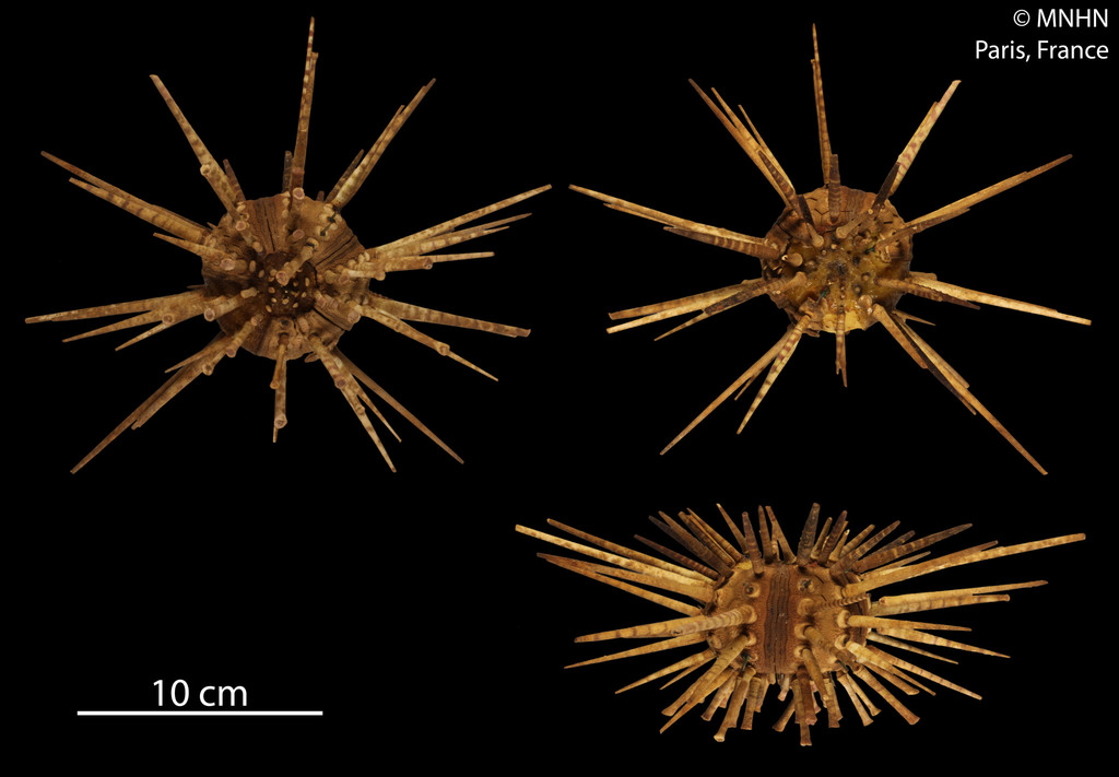 Long-spine Slate Pen Sea Urchin