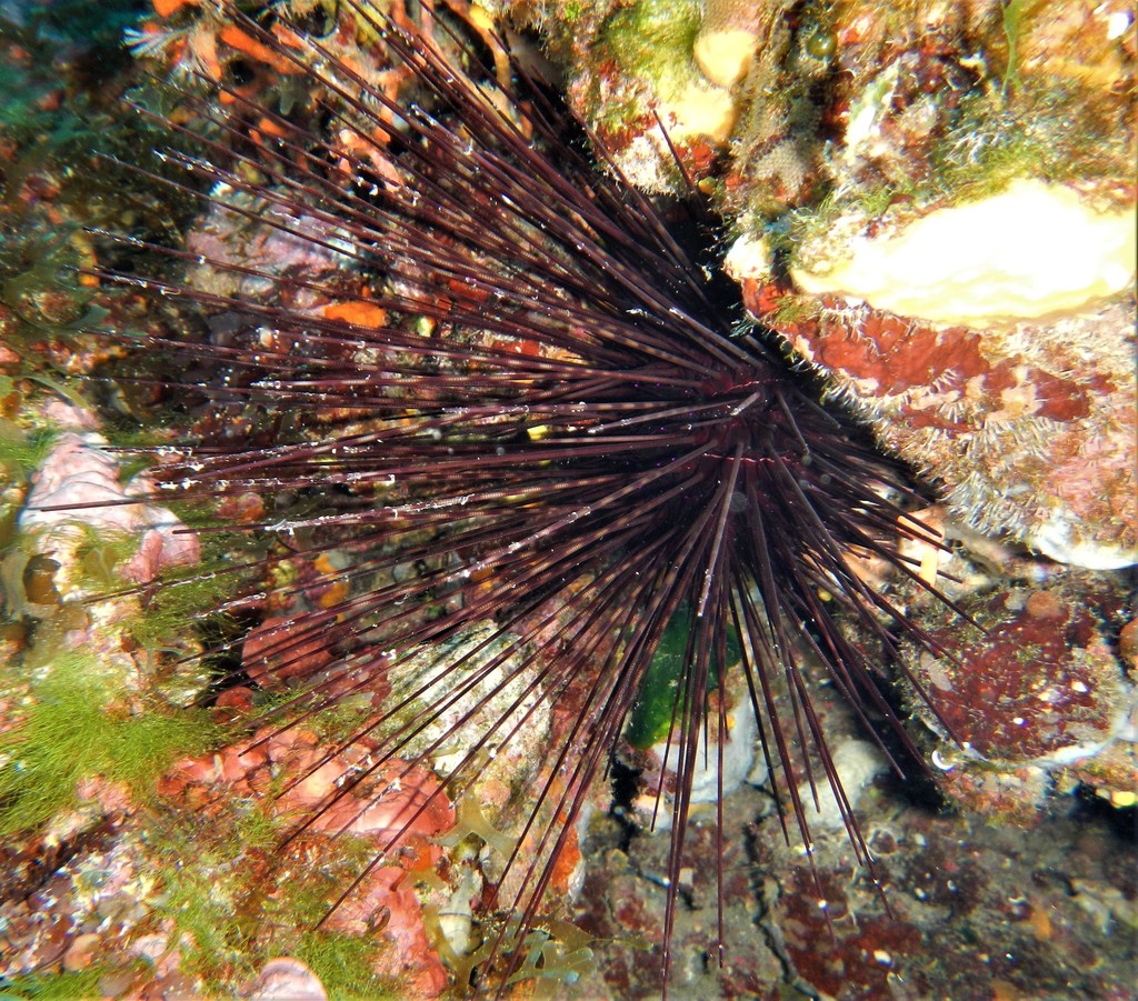 Hatpin Urchin