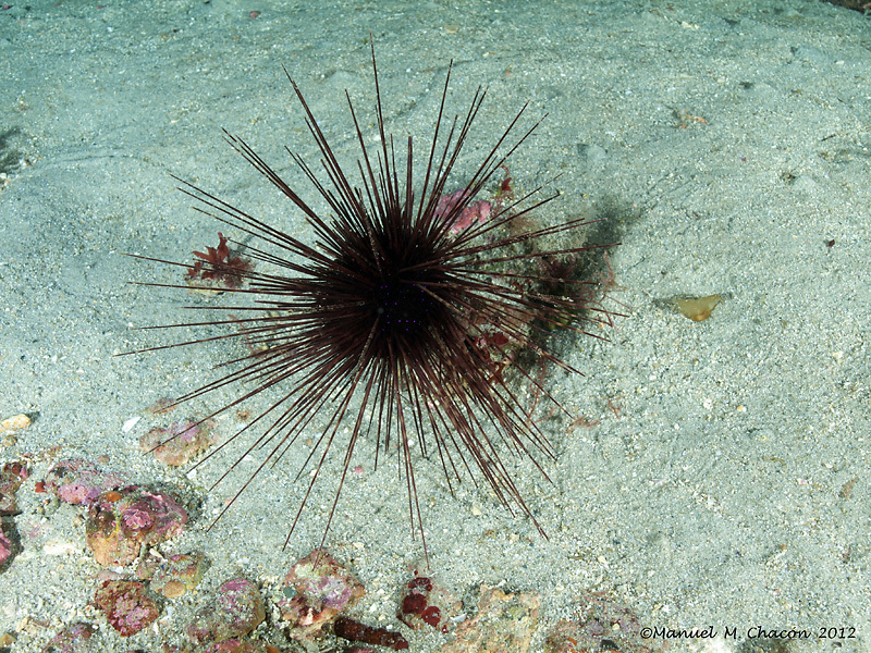 Hatpin Urchin