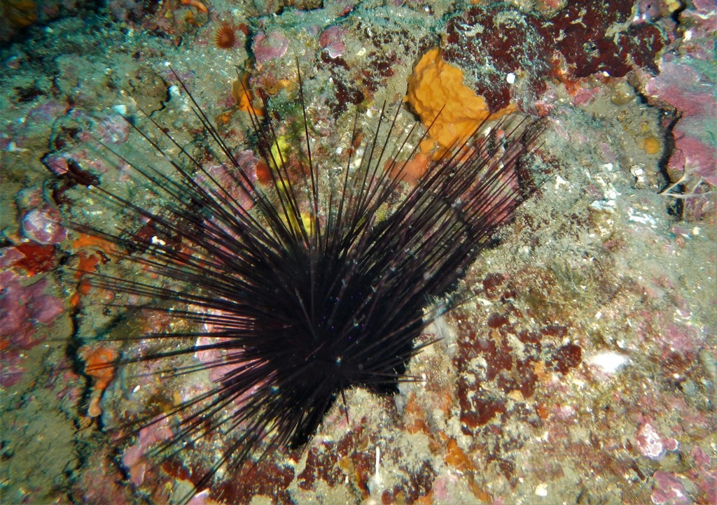 Hatpin Urchin