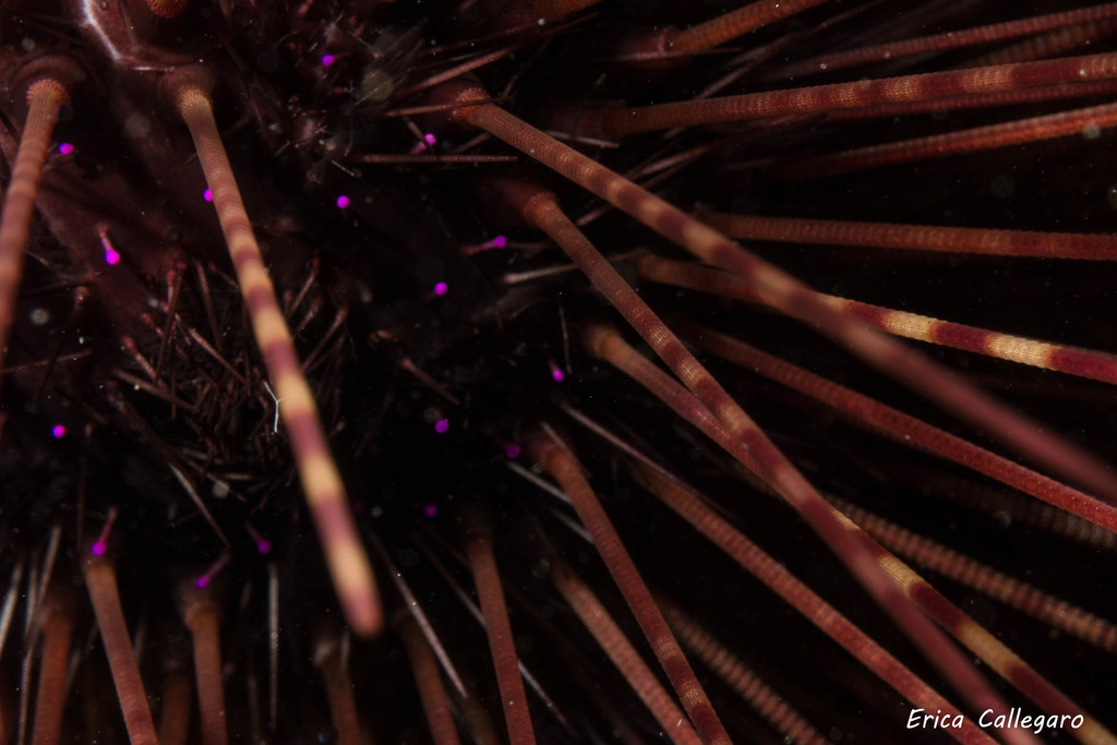 Hatpin Urchin