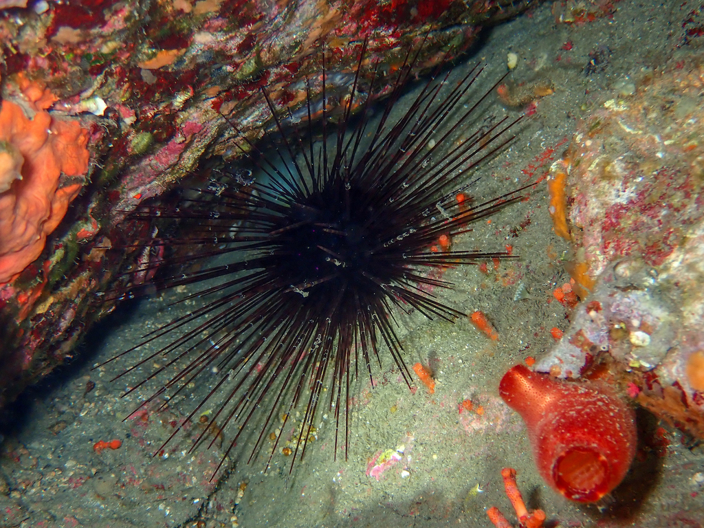 Hatpin Urchin