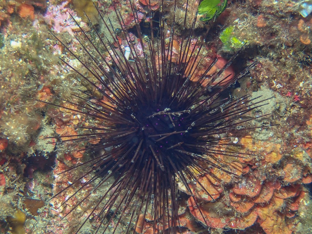 Hatpin Urchin