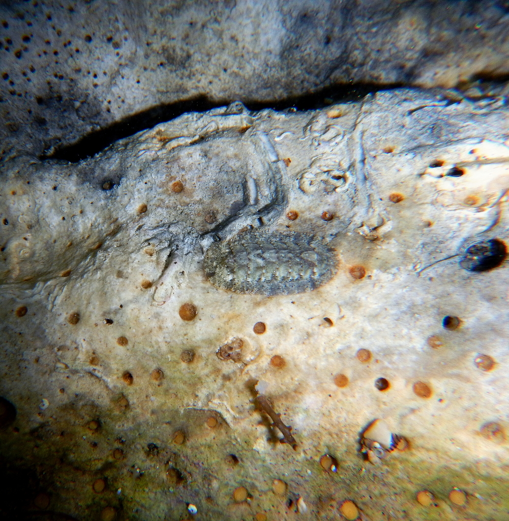 Red Boring Sponge