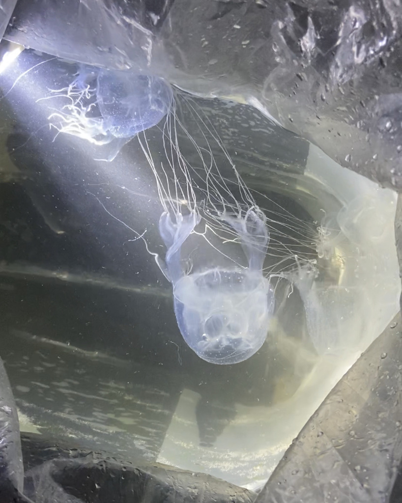 Four-handed Box Jelly