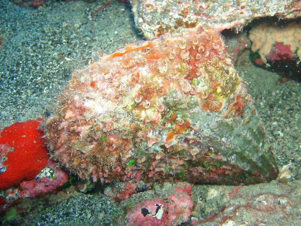 Spiny Fan Mussel