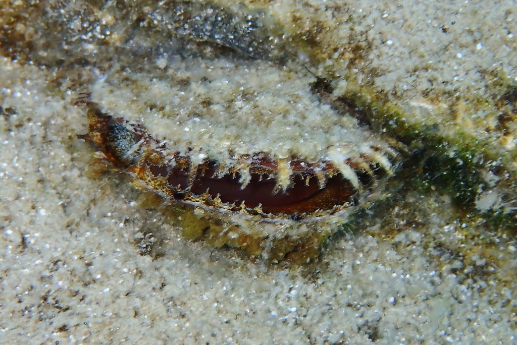 Atlantic Pearl Oyster