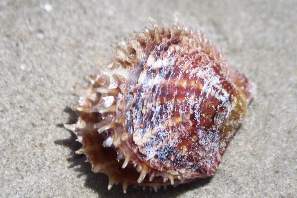 Atlantic Pearl Oyster