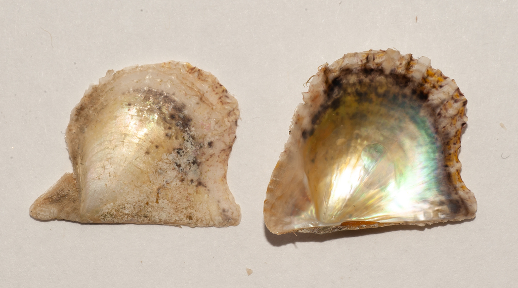 Atlantic Pearl Oyster