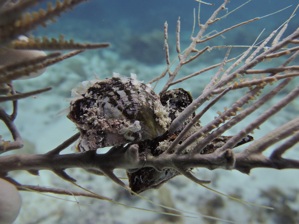 Atlantic Pearl Oyster