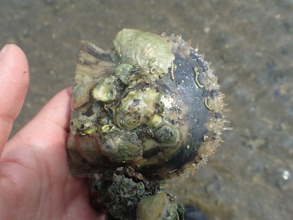 Atlantic Pearl Oyster