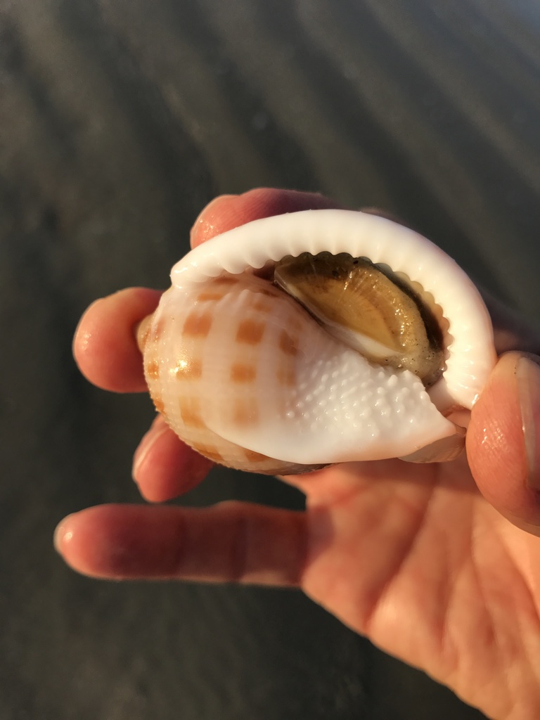 Scotch Bonnet Snail