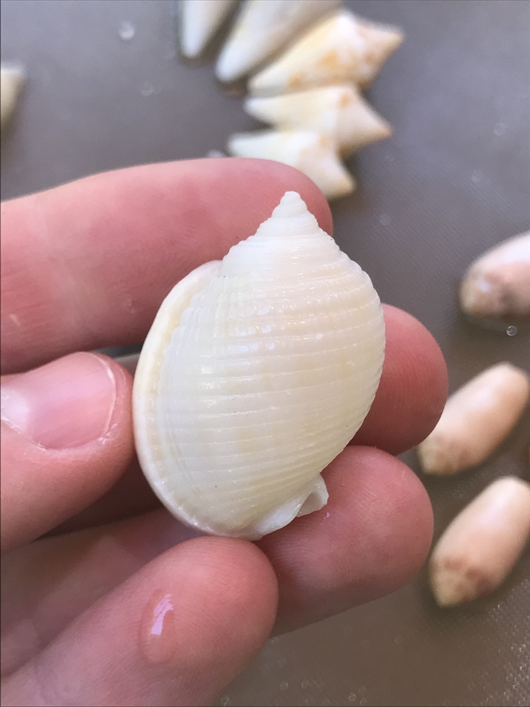 Scotch Bonnet Snail
