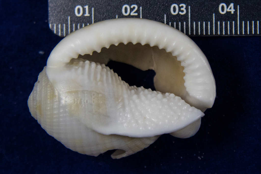 Scotch Bonnet Snail
