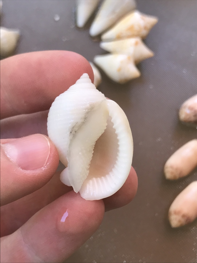 Scotch Bonnet Snail