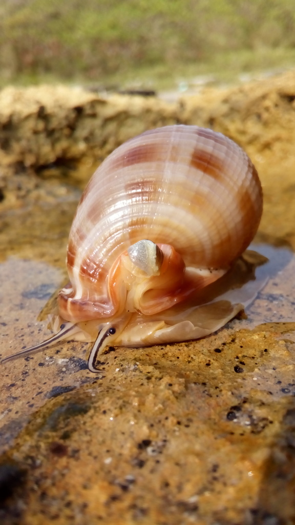 Scotch Bonnet Snail