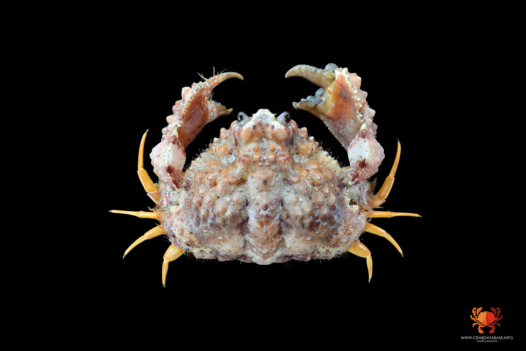 Rough Box Crab