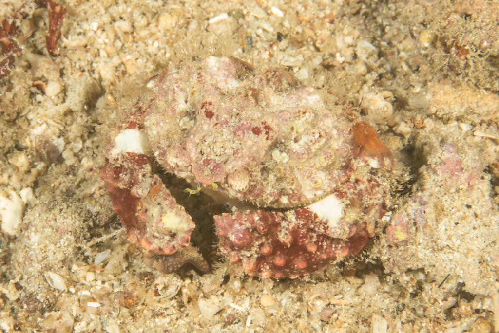 Rough Box Crab