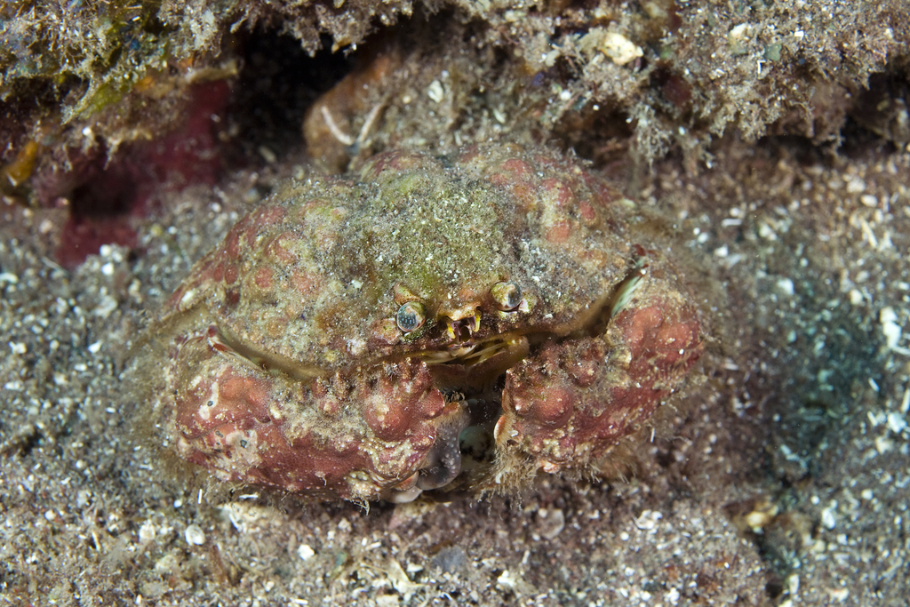 Rough Box Crab