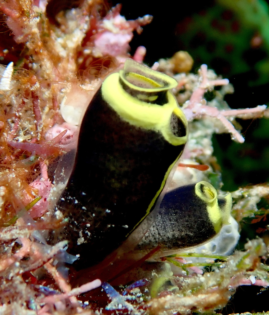 Social Tunicate