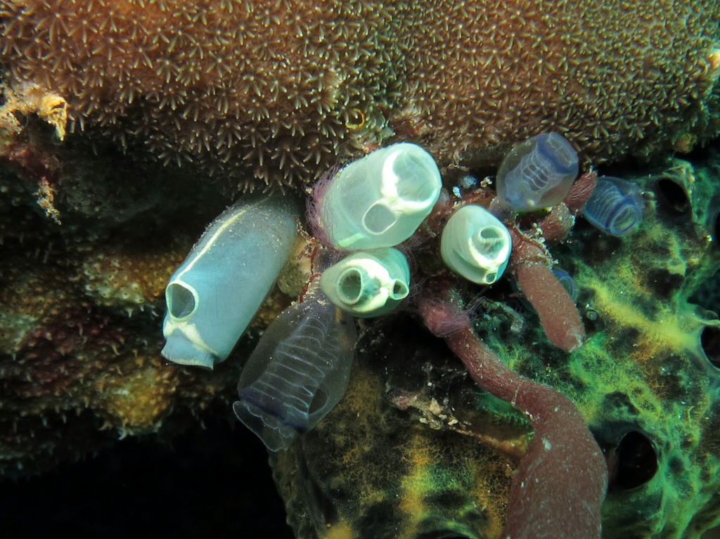 Social Tunicate