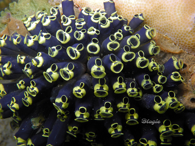Social Tunicate
